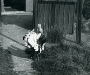 Eine Großtrappe zeigt ihre Federn im Londoner Zoo, Mai 1914